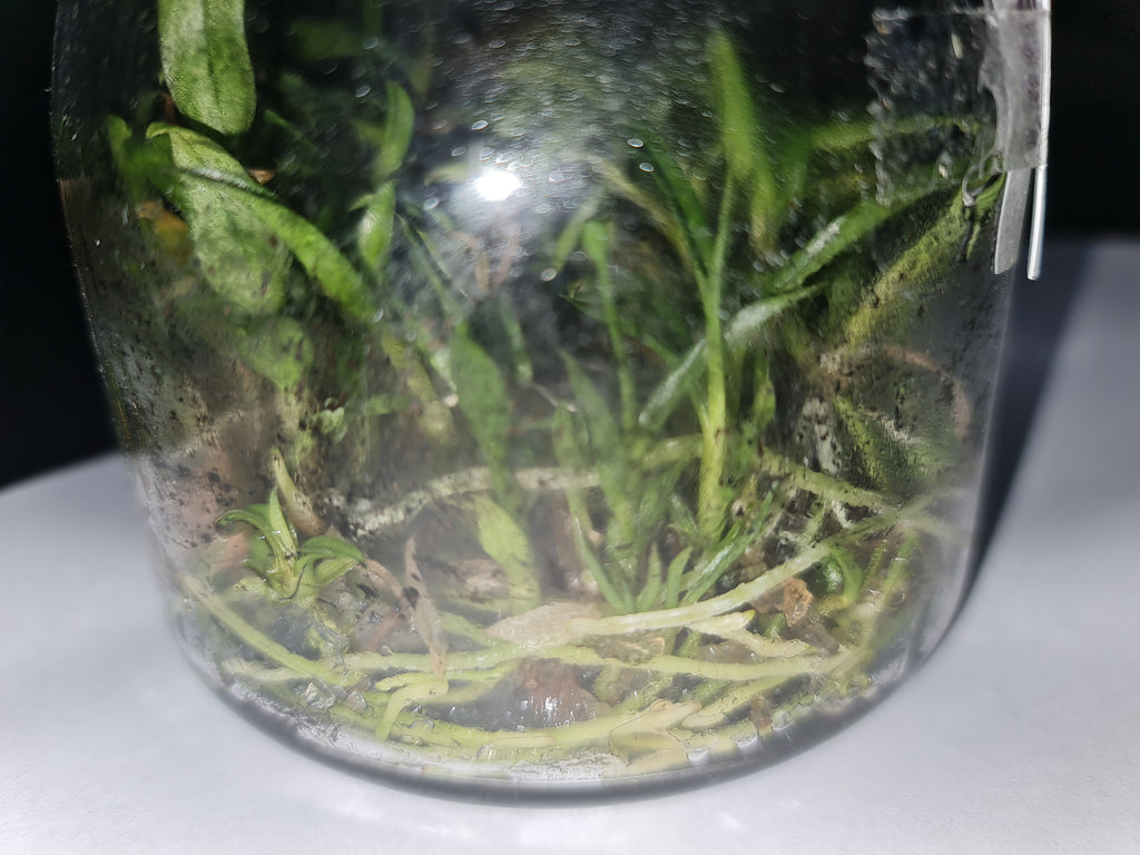 Dendrobium lowii (Species Flask - Conical) ex Taiwan