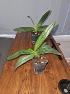 Paphiopedilum Gloria Naugle (MC)