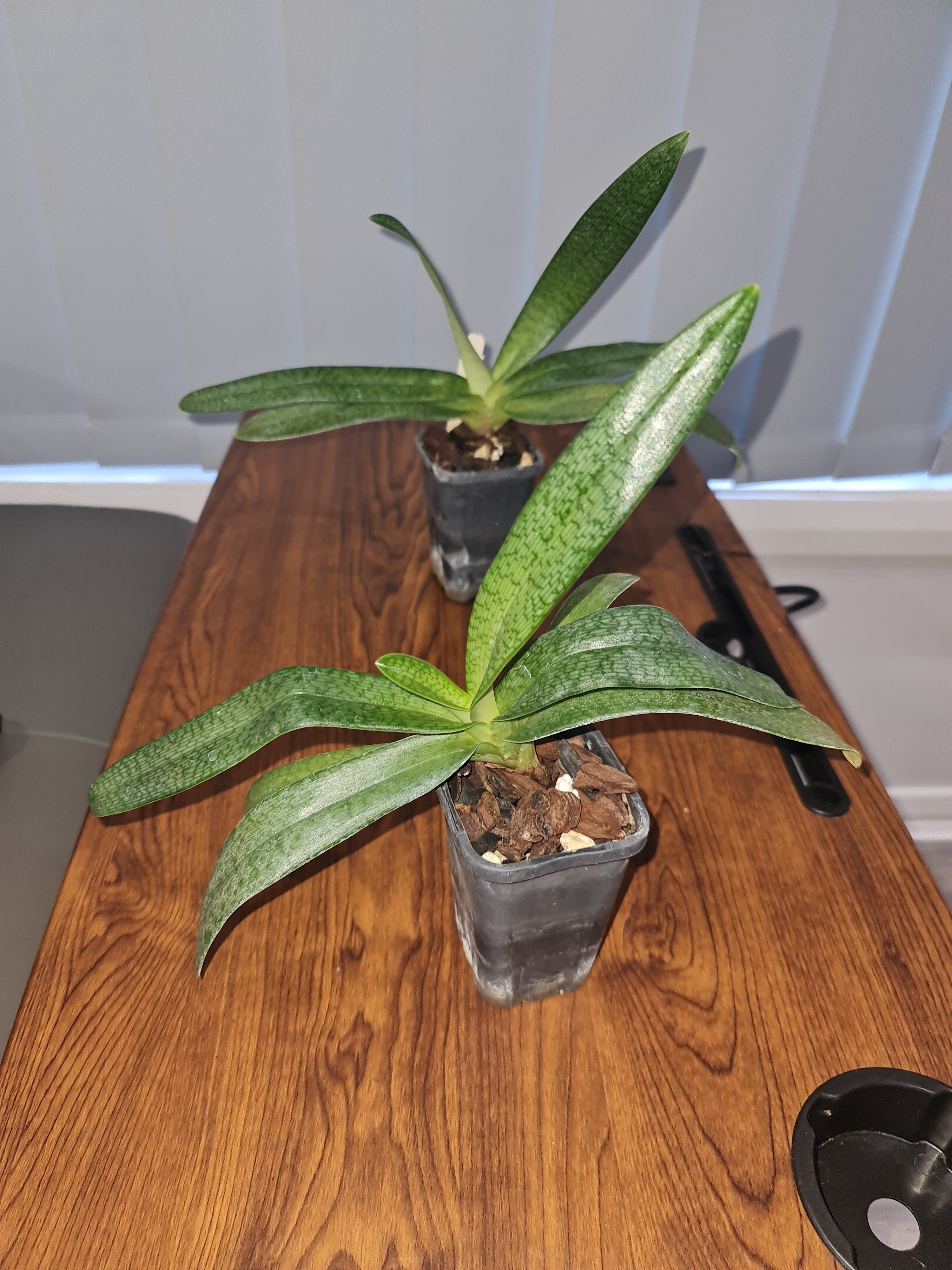 Paphiopedilum Gloria Naugle (MC)