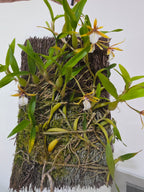 Dinema polybulbon