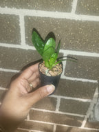 Dendrobium cochliodes (Species From PNG)