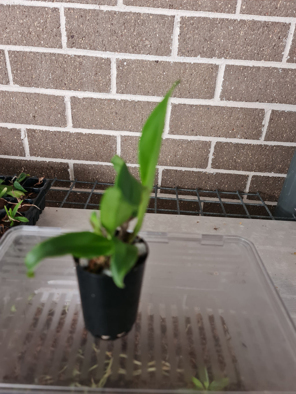 Rlc. Amazing Thailand Rainbow (Beautiful Multicoloured )