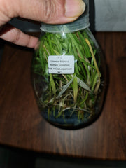 Flask - Clowesia Rebecca Northern 'Grapefruit Pink' × Ctsm. expansum (MC)