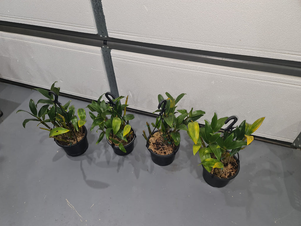 Dendrobium Densiflorum ( Mature Plant)