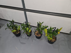 Dendrobium Densiflorum ( Mature Plant)