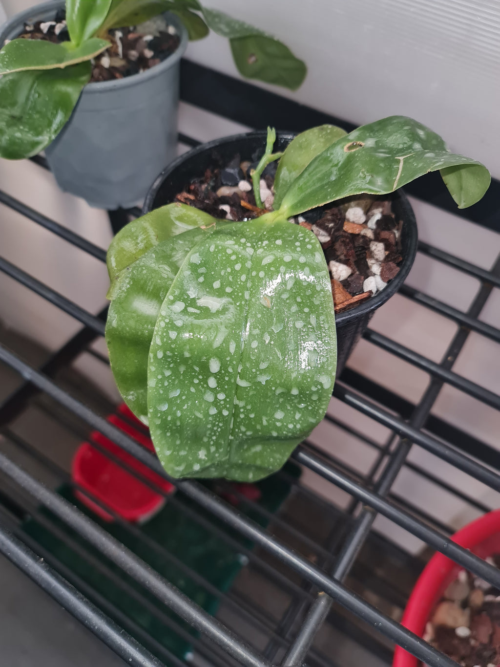 Phalaenopsis Violacea (Flowering Size)