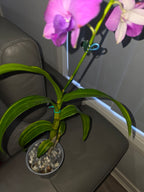 Dendrobium Blue Planet (variegated)
