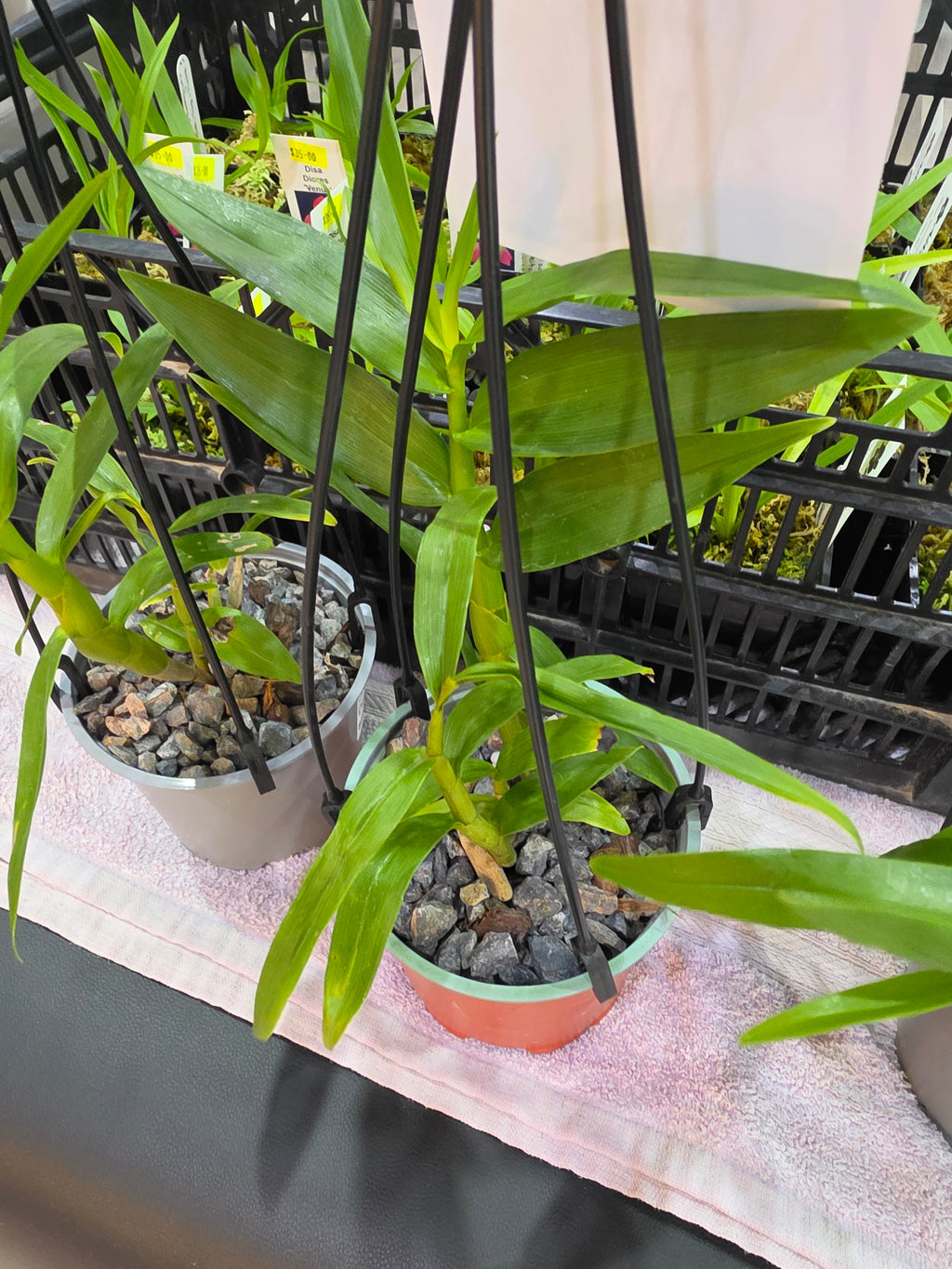 Dendrobium Smillieae