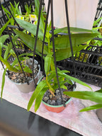 Dendrobium Smillieae