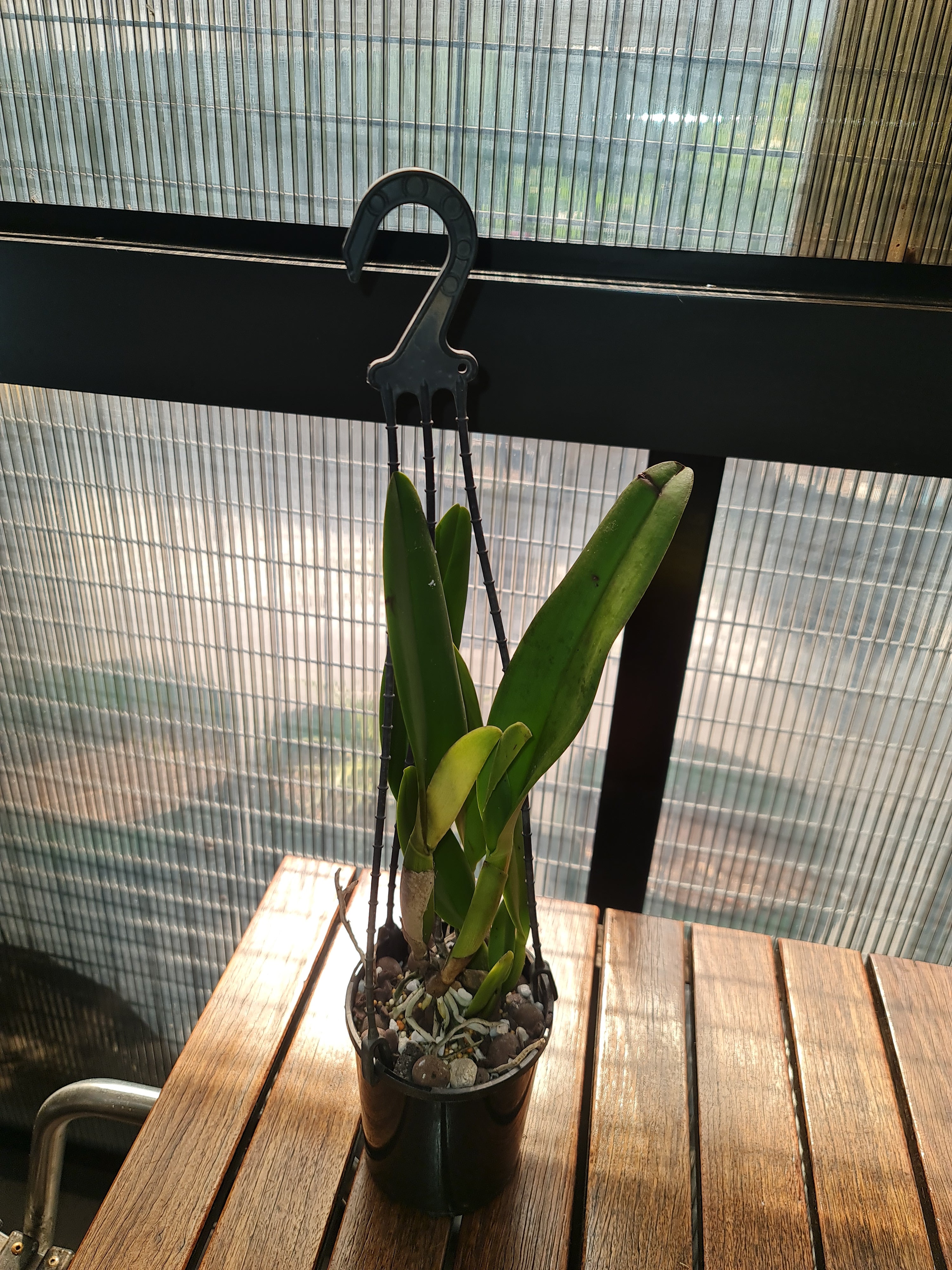 Rlc. Orglade's Grand 'Tian Mu' AM/AOS Secondary image