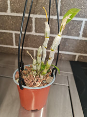 Dendrobium parishii  (Rare Species)