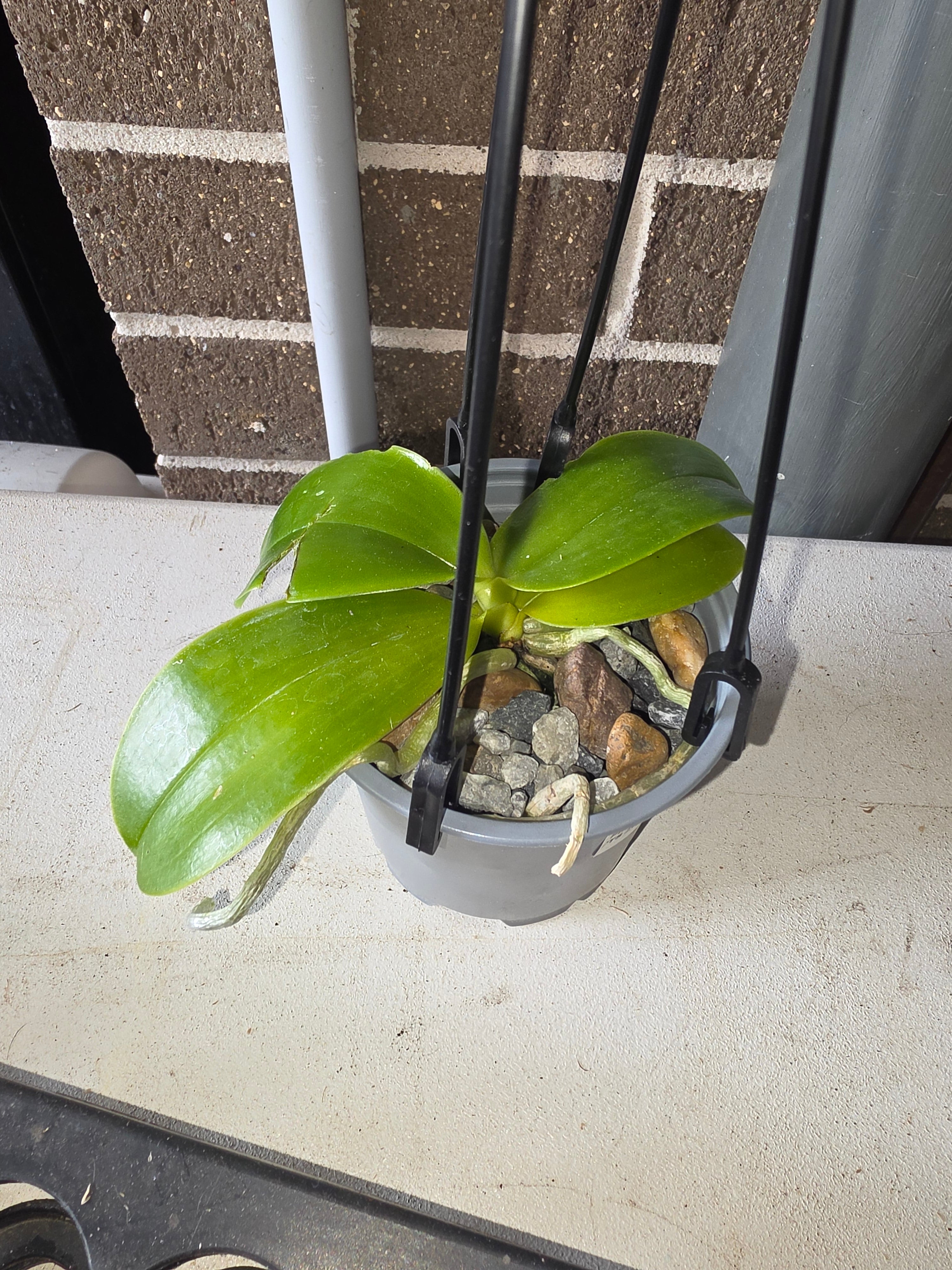 Phal. bellina var coerulea Secondary image