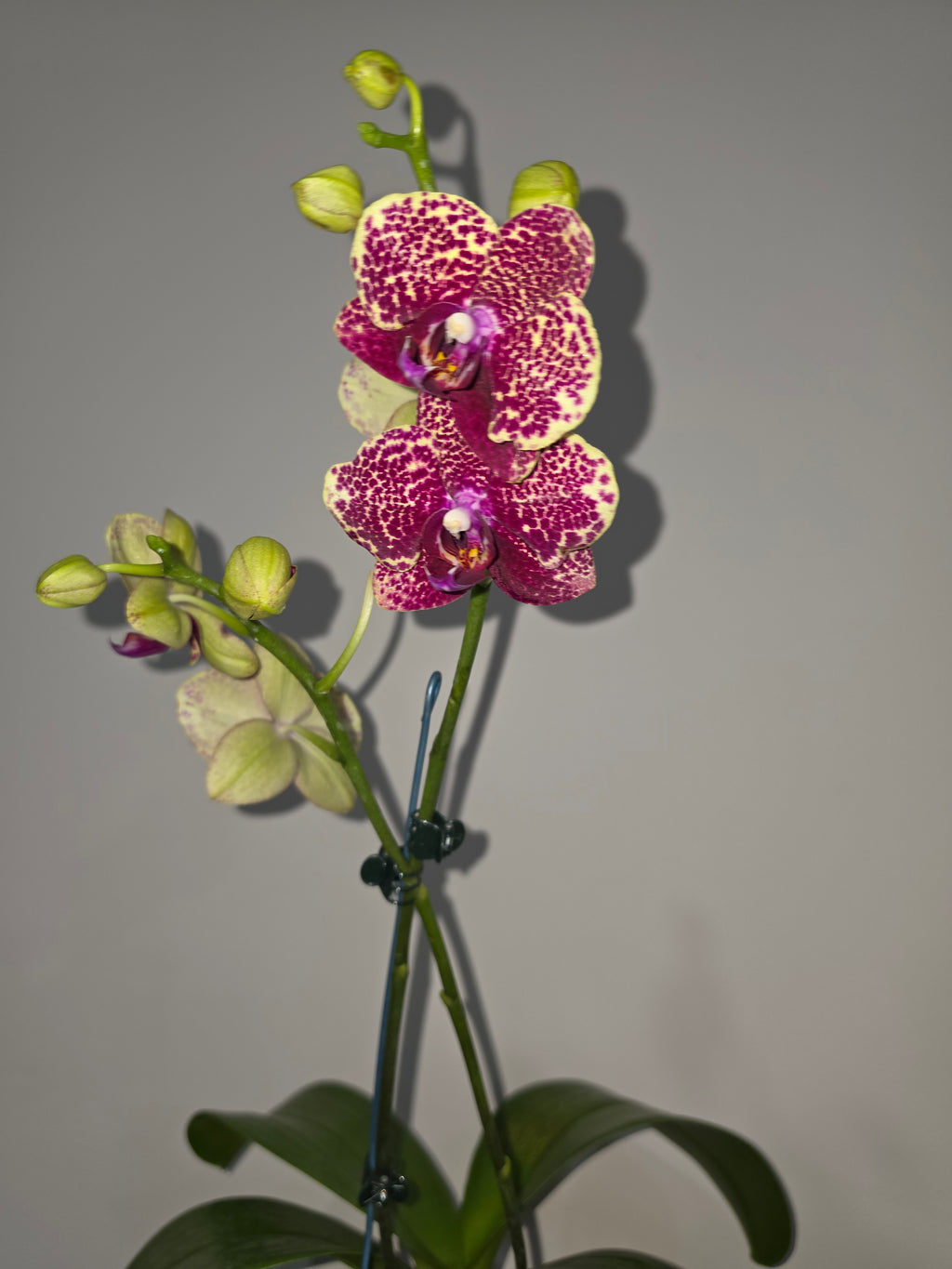 Phalaenopsis Fusheng Sweet Paradise 'Golden Leopard' MC (IN Flowers NOW)
