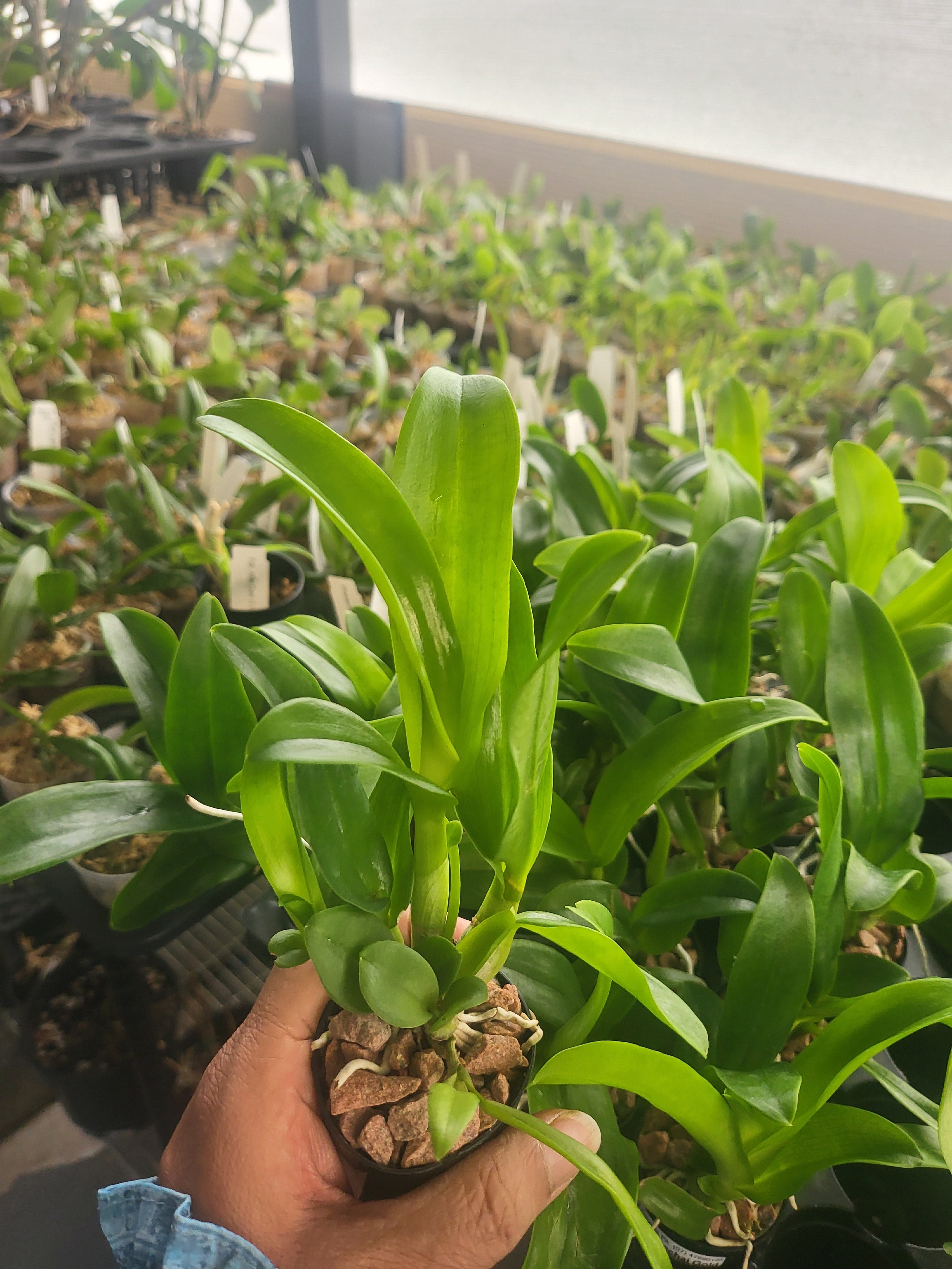 Den. Thongchai Gold Secondary image