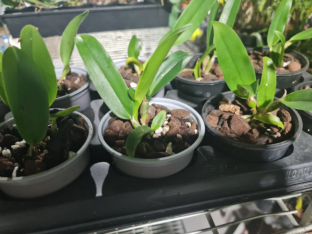Blc. Nell Hammer (Fragrant)