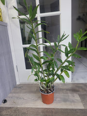 (In buds now) Dendrobium Amethystoglossum (Fragrant Species From Philippines)