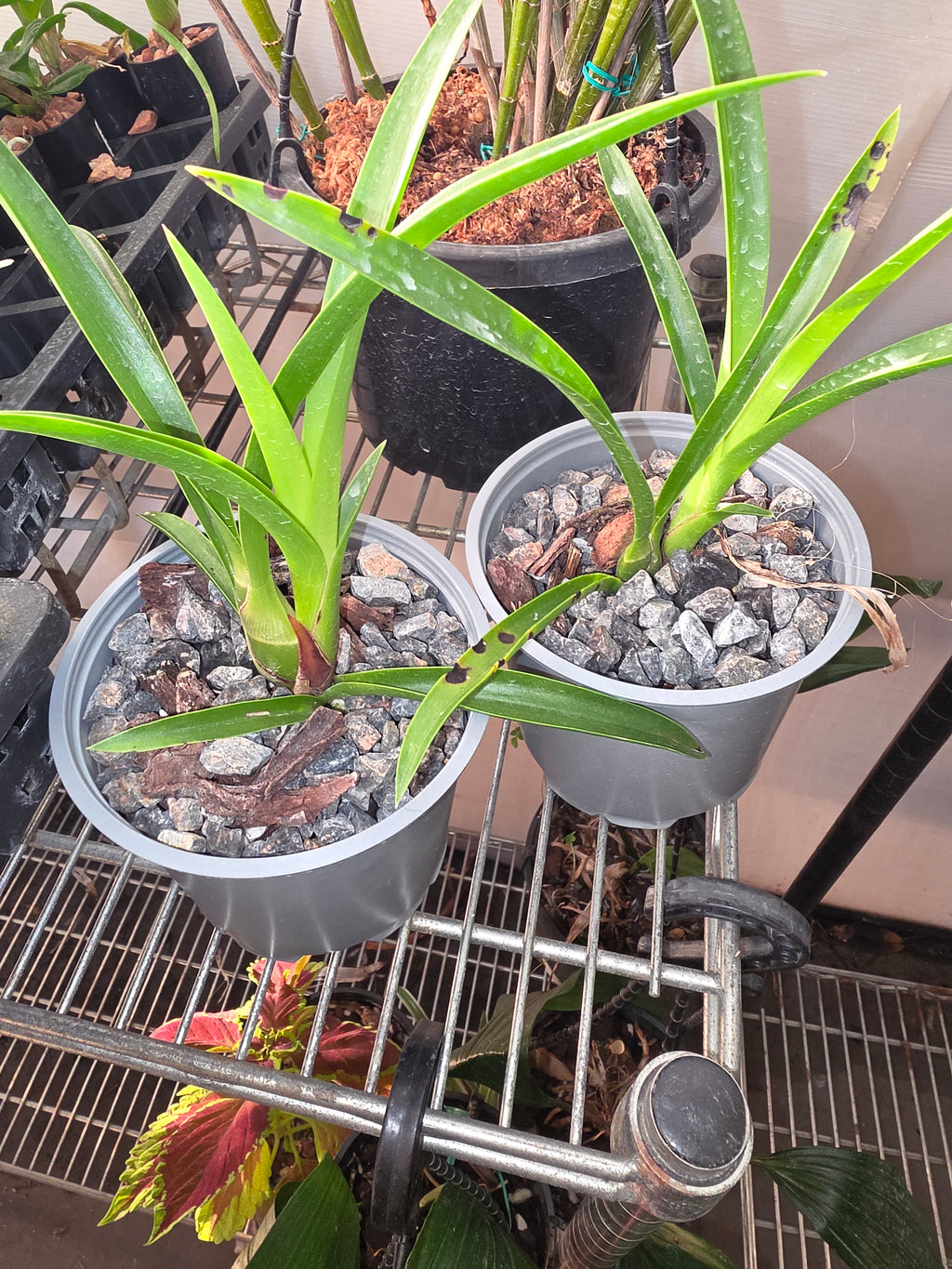 Cymbidium Little Black Sambo