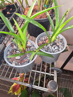 Cymbidium Little Black Sambo