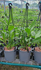 Dendrobium gouldii "Blue"