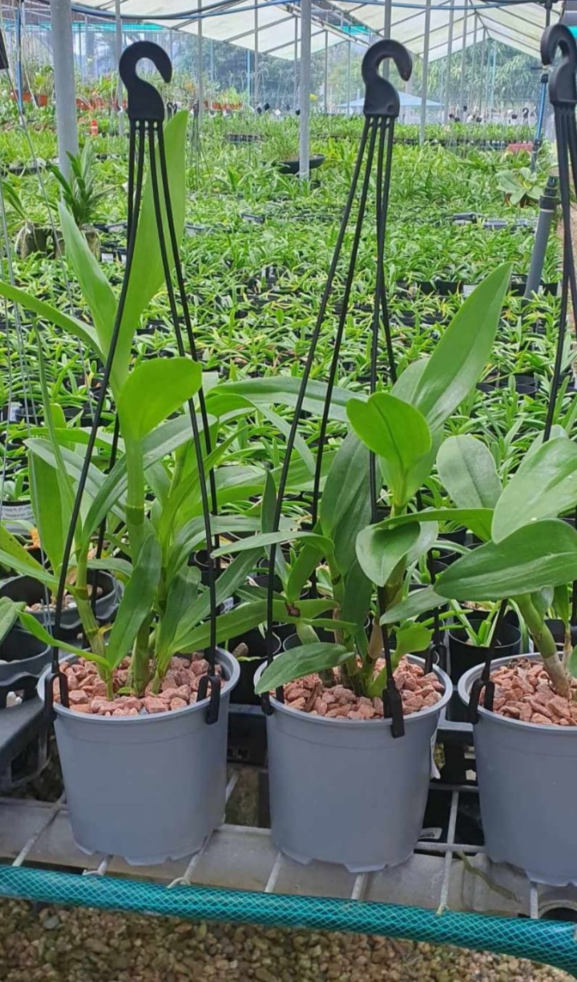 Dendrobium gouldii "Blue"