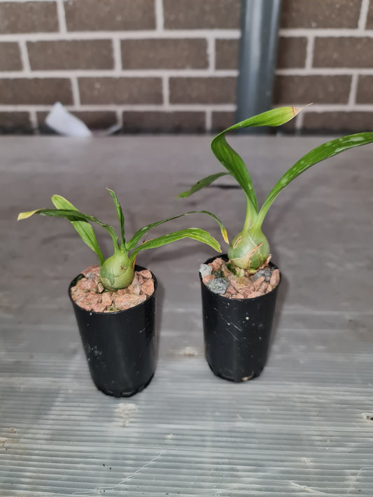 Monnierara Millennium Magic 'Witchcraft'  (BLACK ORCHID)