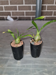 Monnierara Millennium Magic 'Witchcraft'  (BLACK ORCHID)