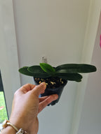 Paphiopedilum hangianum ('Haur Jih 48 Big Round' x 'Haur Jih 126 Dorsal 7 Pouch')