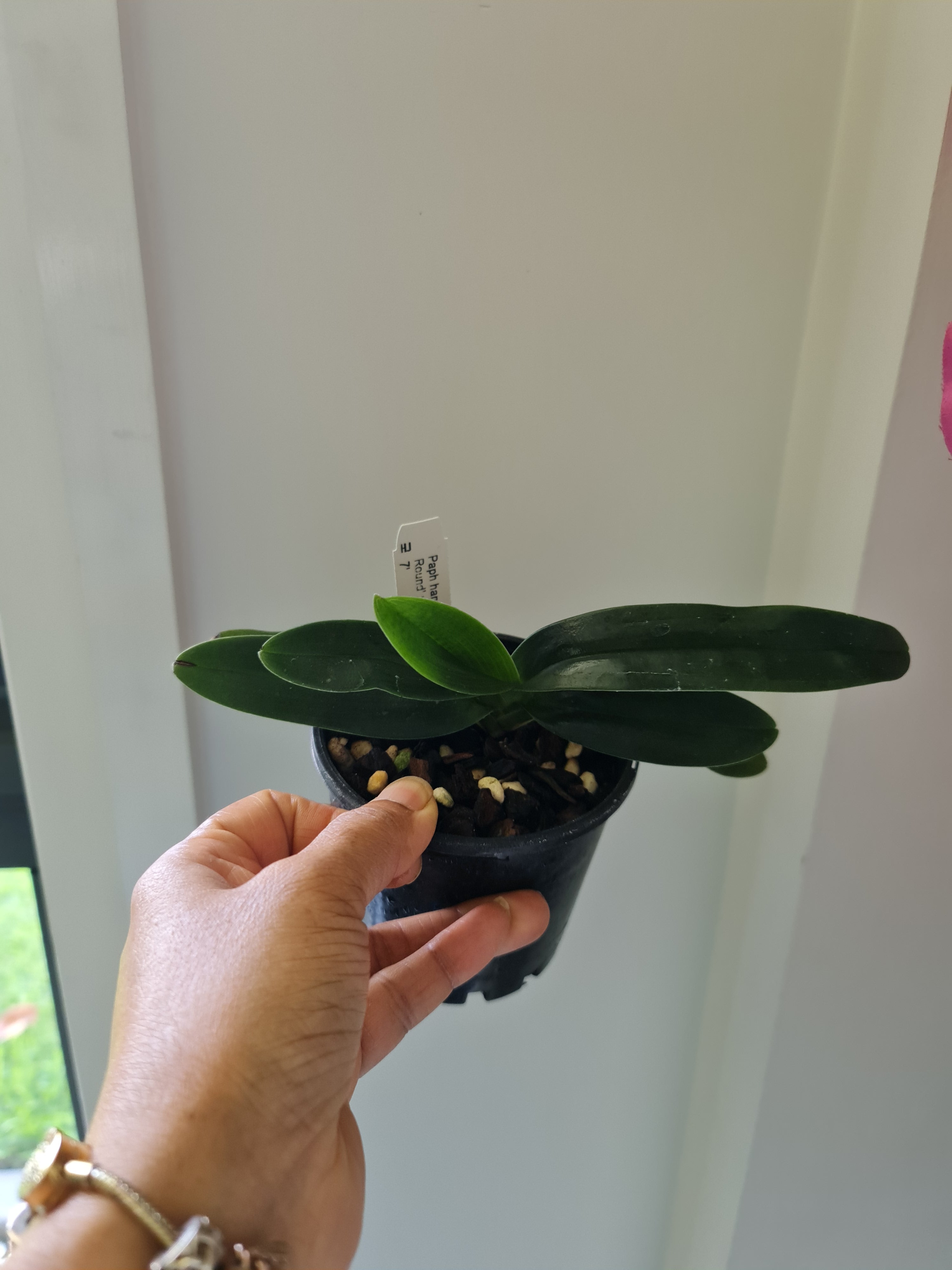 Paphiopedilum hangianum ('Haur Jih 48 Big Round' x 'Haur Jih 126 Dorsal 7 Pouch')