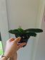 Paphiopedilum hangianum ('Haur Jih 48 Big Round' x 'Haur Jih 126 Dorsal 7 Pouch')