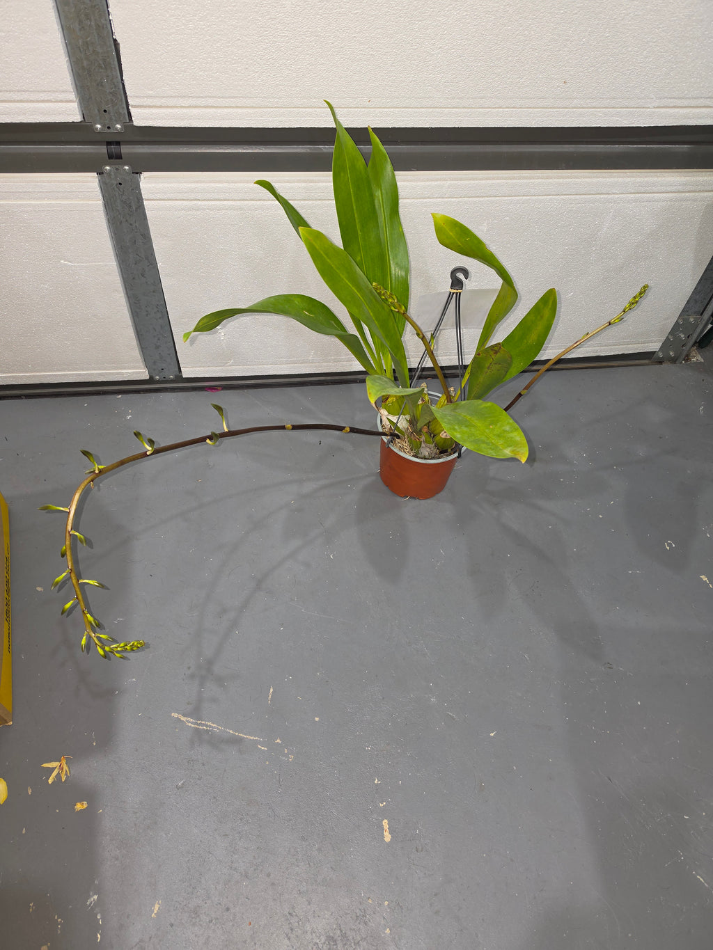 Grammatophyllum Jumbo Grand 'Pakkret' (PK) In Multiple Flower Spikes
