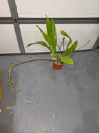 Grammatophyllum Jumbo Grand 'Pakkret' (PK) In Multiple Flower Spikes