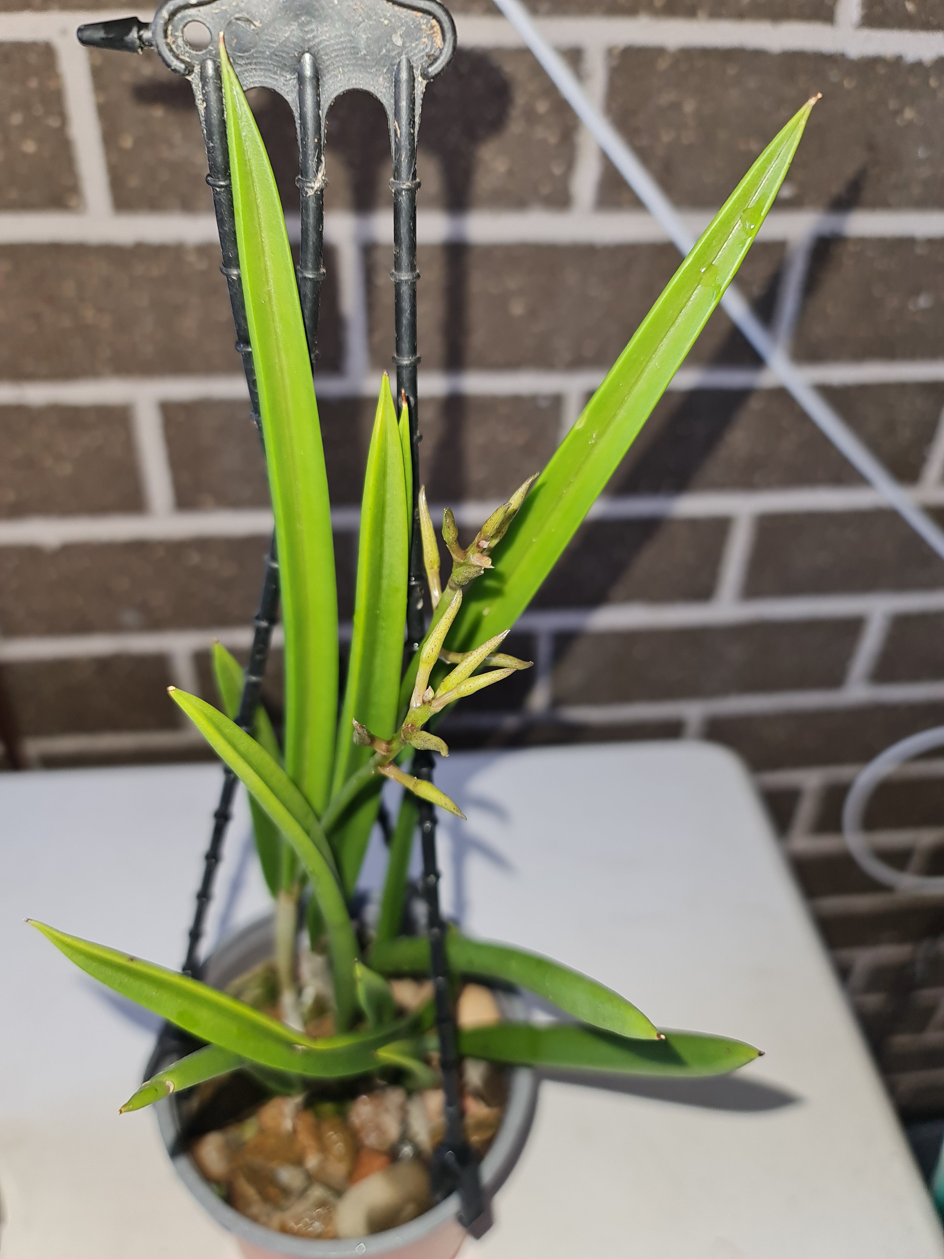Brassavola Little Stars (nodosa x subulifolia) Secondary image