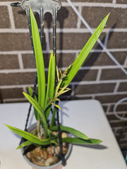 Brassavola Little Stars (nodosa x subulifolia) In flower buds now