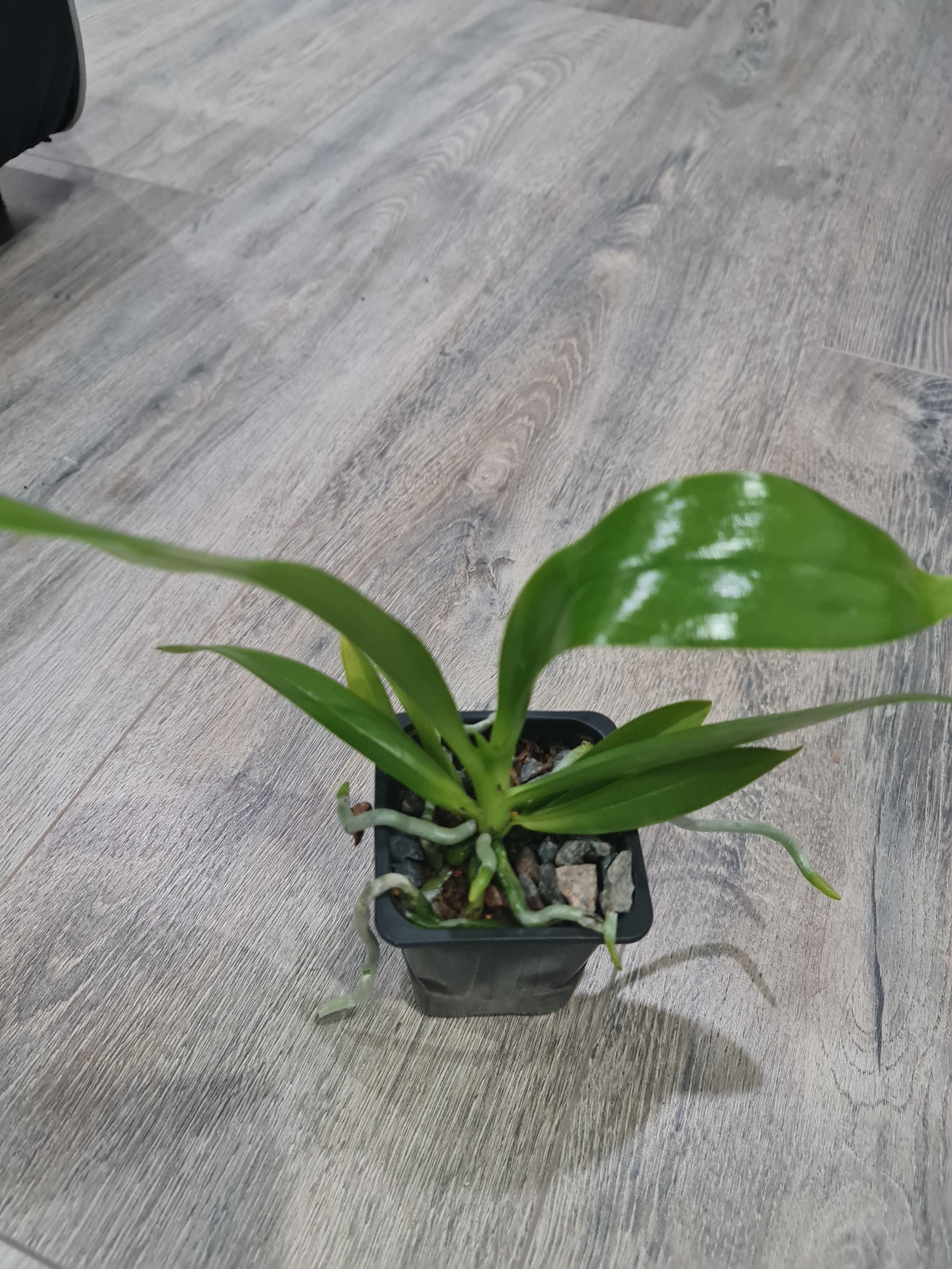 Phalaenopsis Hieroglyphica (Species from Philippines) (Copy) Secondary image