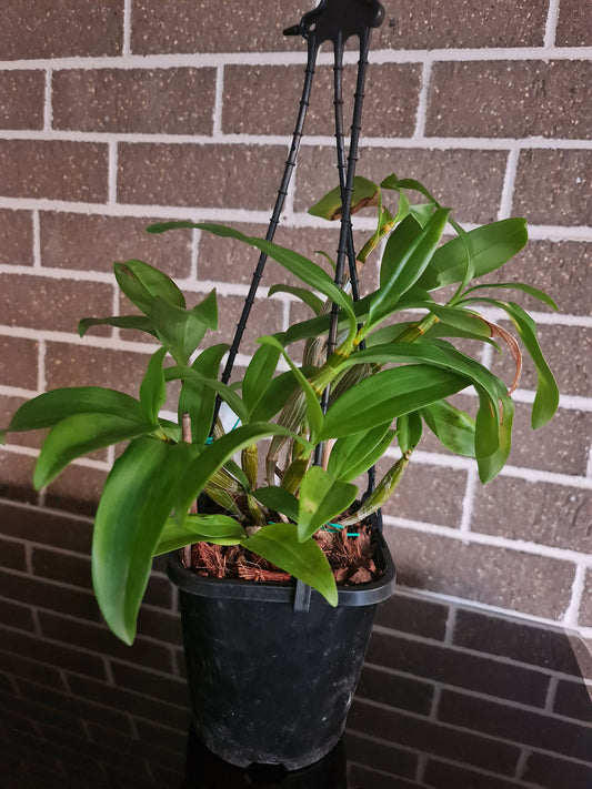 Dendrobium Floralia (Fragrant)