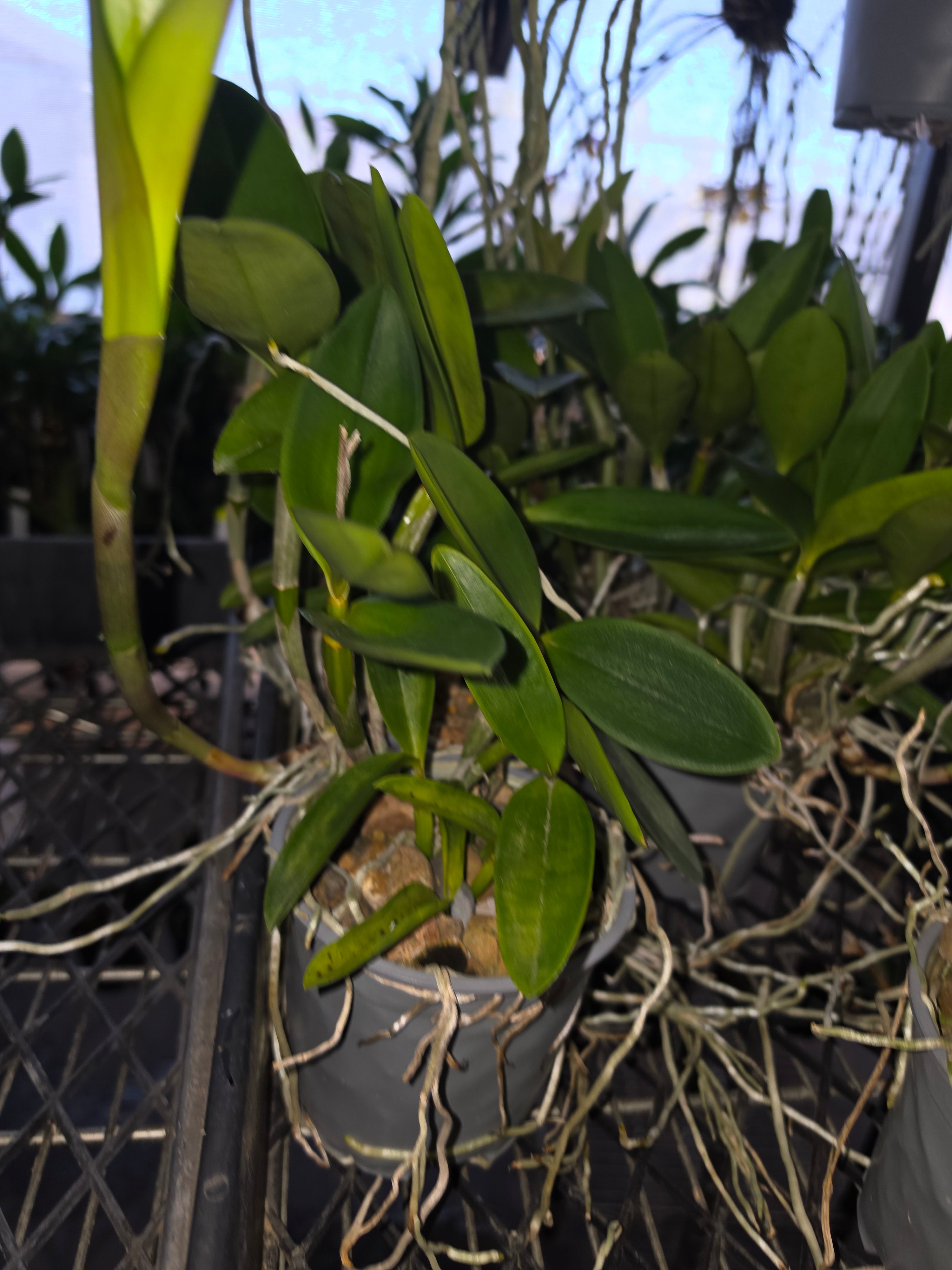 Cattleya forbesii ('Pink Sidelobe' x 'Bela Vista') Secondary image