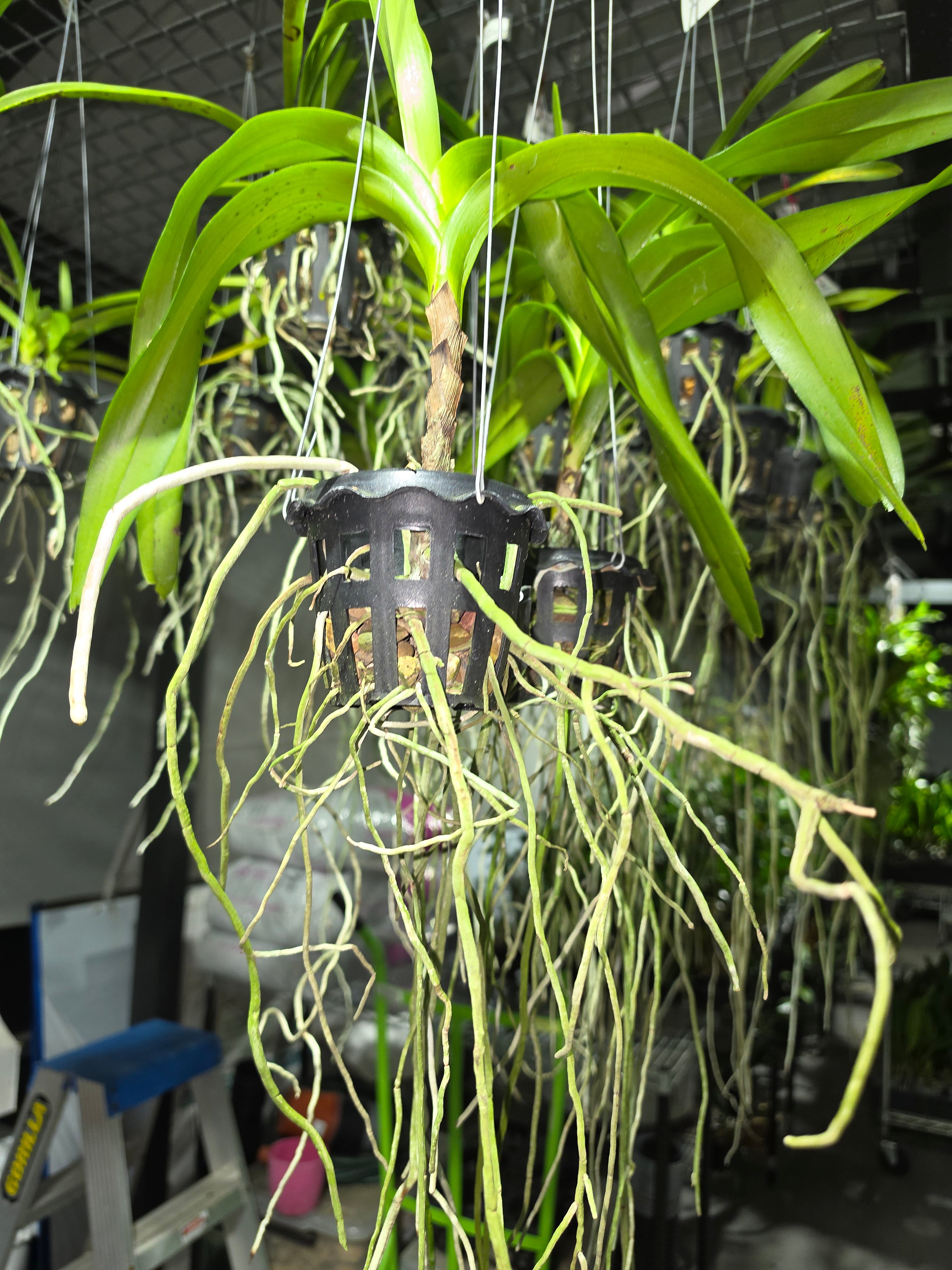 Vanda hindsii f. aurea (Rare Species) Secondary image