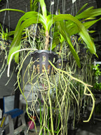 Vanda hindsii f. aurea (Rare Species)