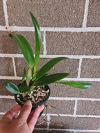 Cattleya Orchid Plant Mini Doris ' Red Dragon'