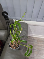 Dendrobium Burana Jade (Variegated In Spike Now)