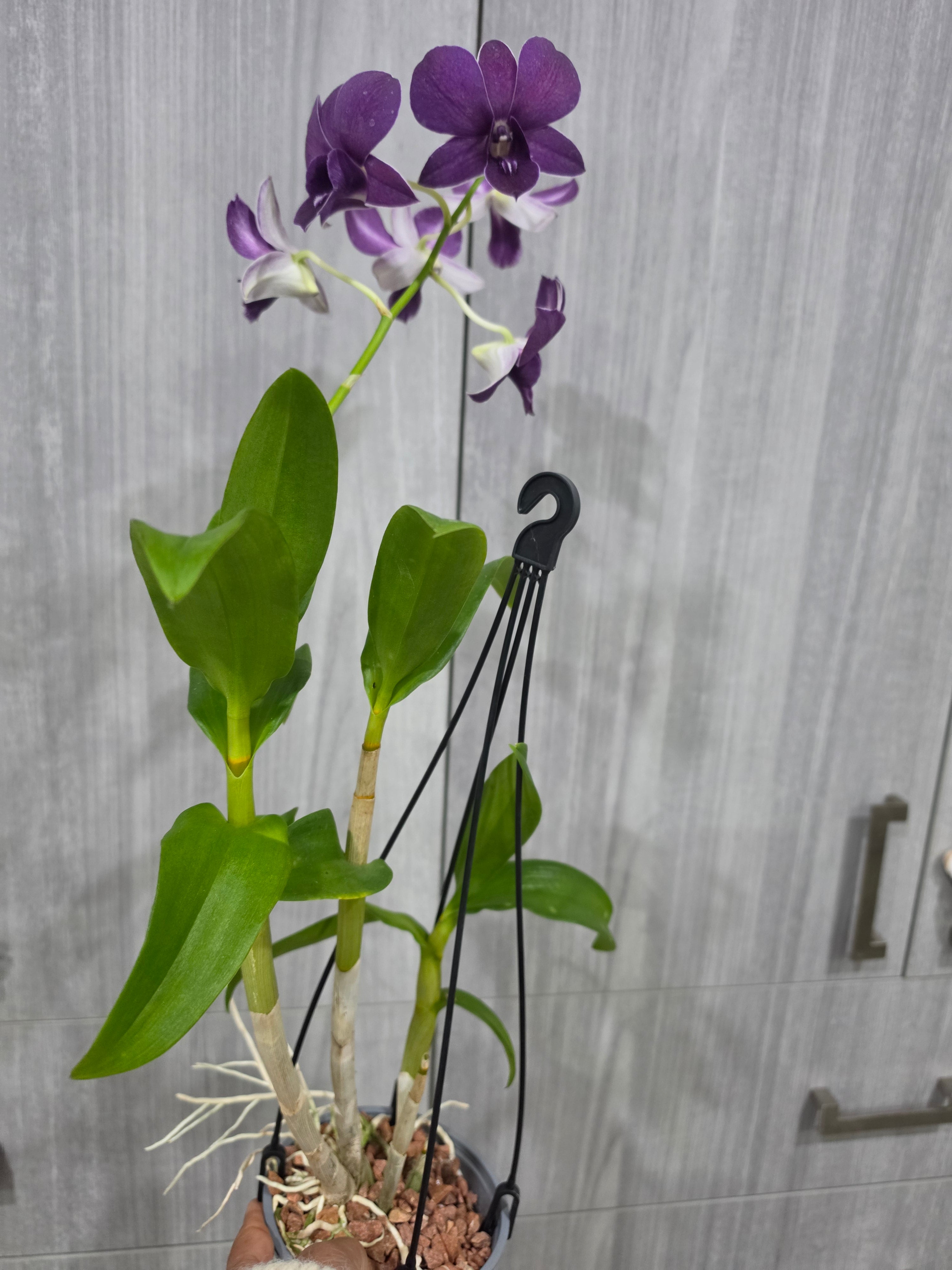 Dendrobium Sako Blue MC ( IN Flowers Now )