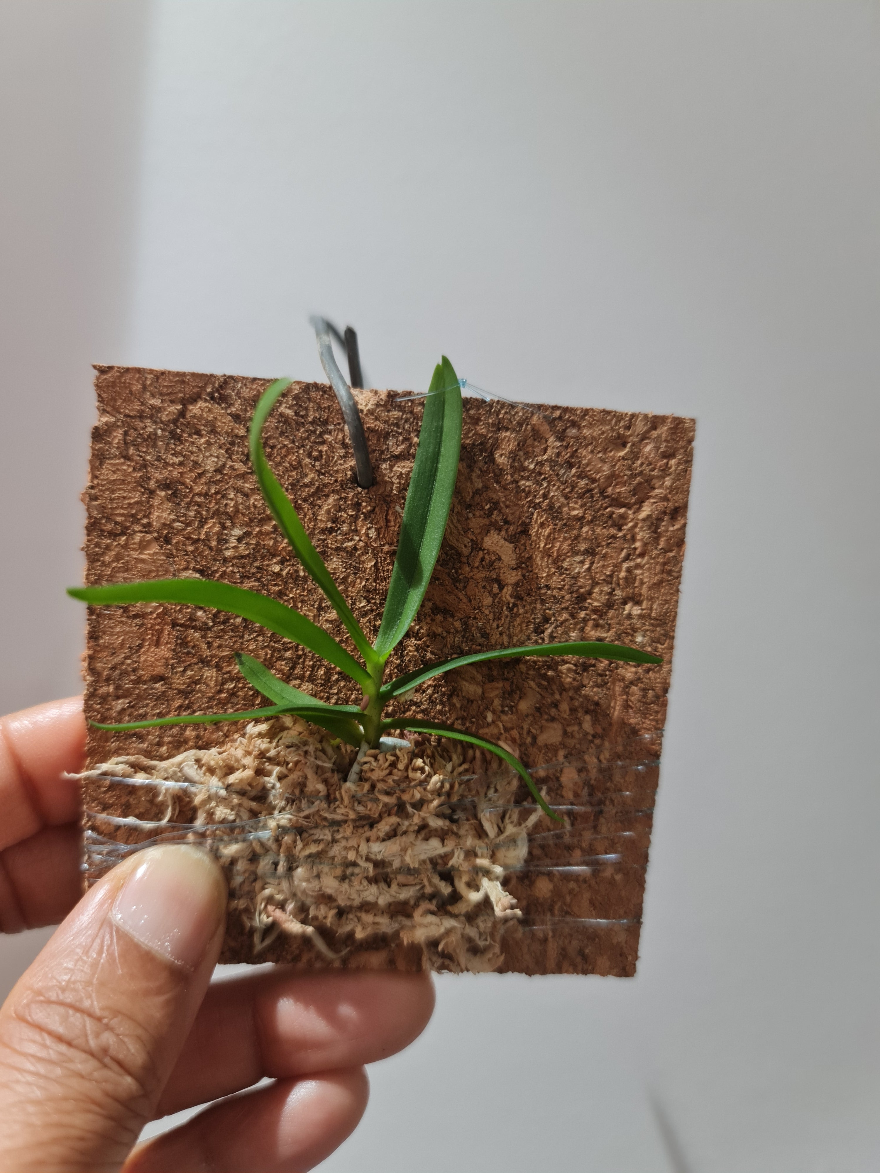 Schoenorchis secundiflora