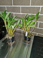 ( Dendrobium Floralia (Den. Mousmee 'Sylvia' x Farmeri 'Pink' 4N) In buds now