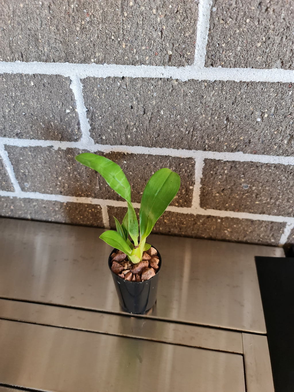 Grammatophyllum stapeliiflorum