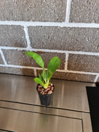 Grammatophyllum stapeliiflorum