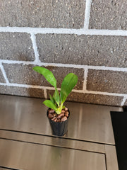 Grammatophyllum stapeliiflorum