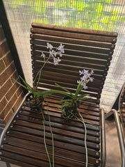 Vanda Coerulescens (Fragrant)