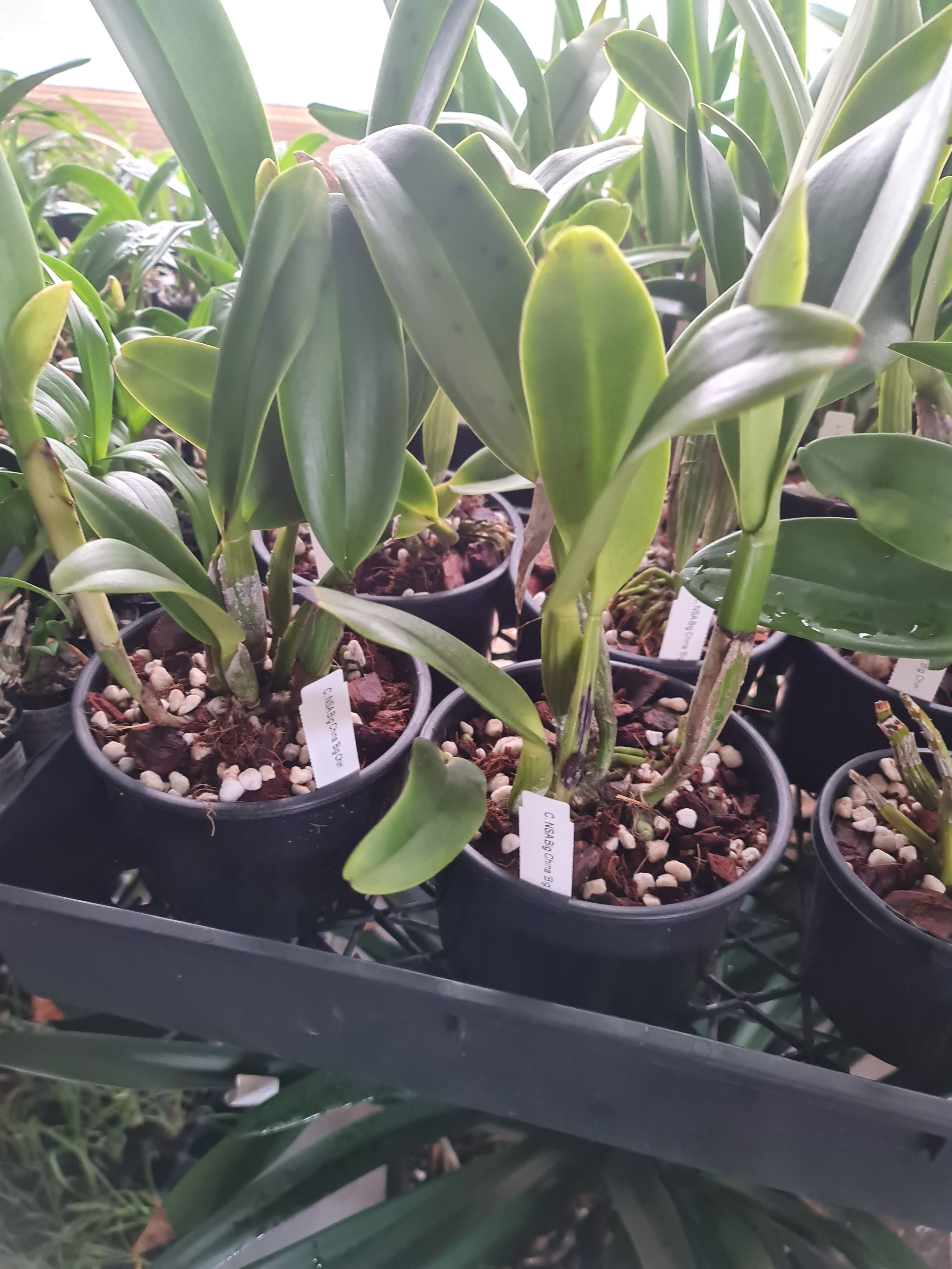 C. NSA Big China 'Big Chin' (Mericlone) Secondary image