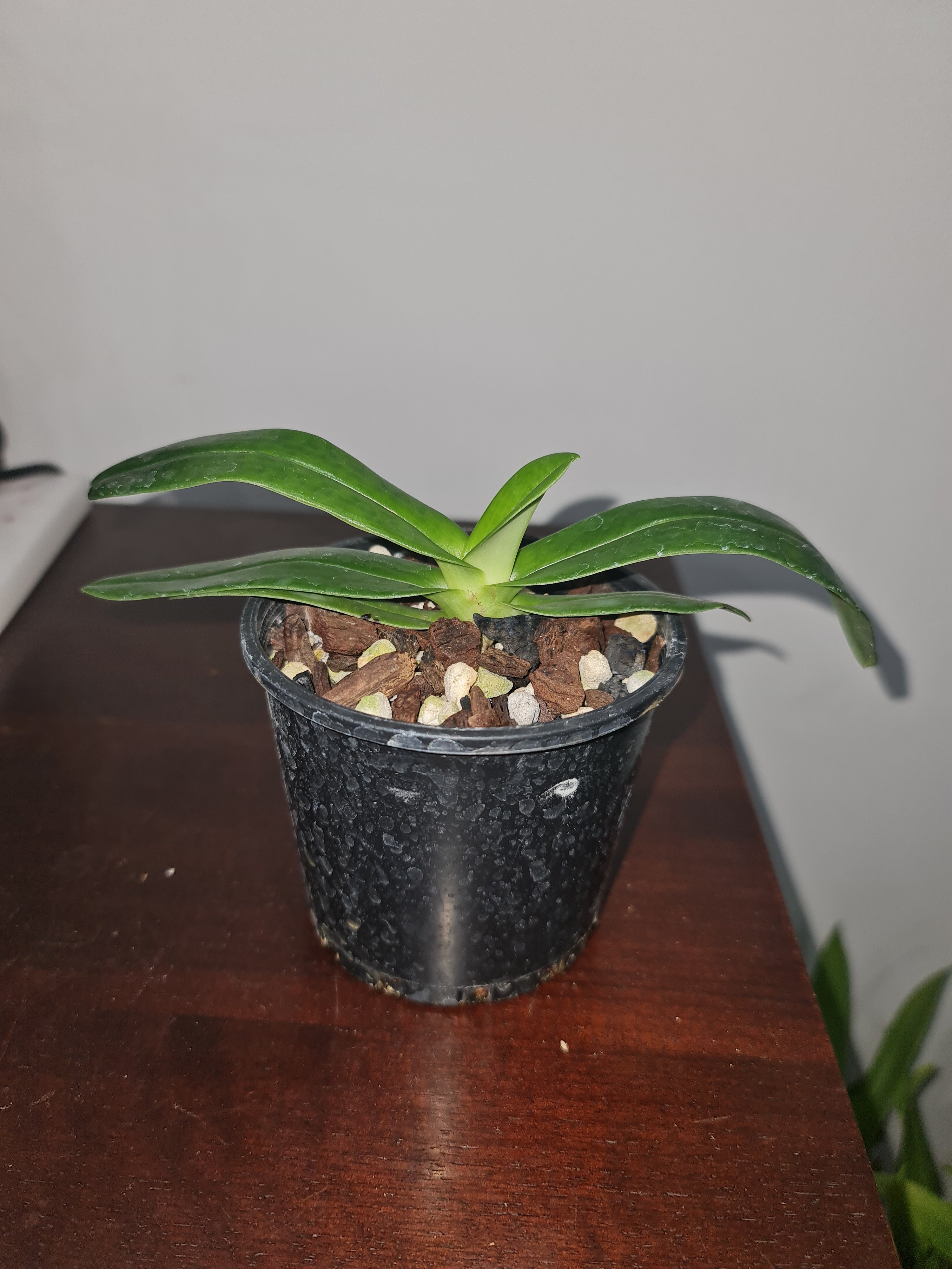 Paphiopedilum emersonii ('Pink Blush' x 'Wild Heart') Secondary image