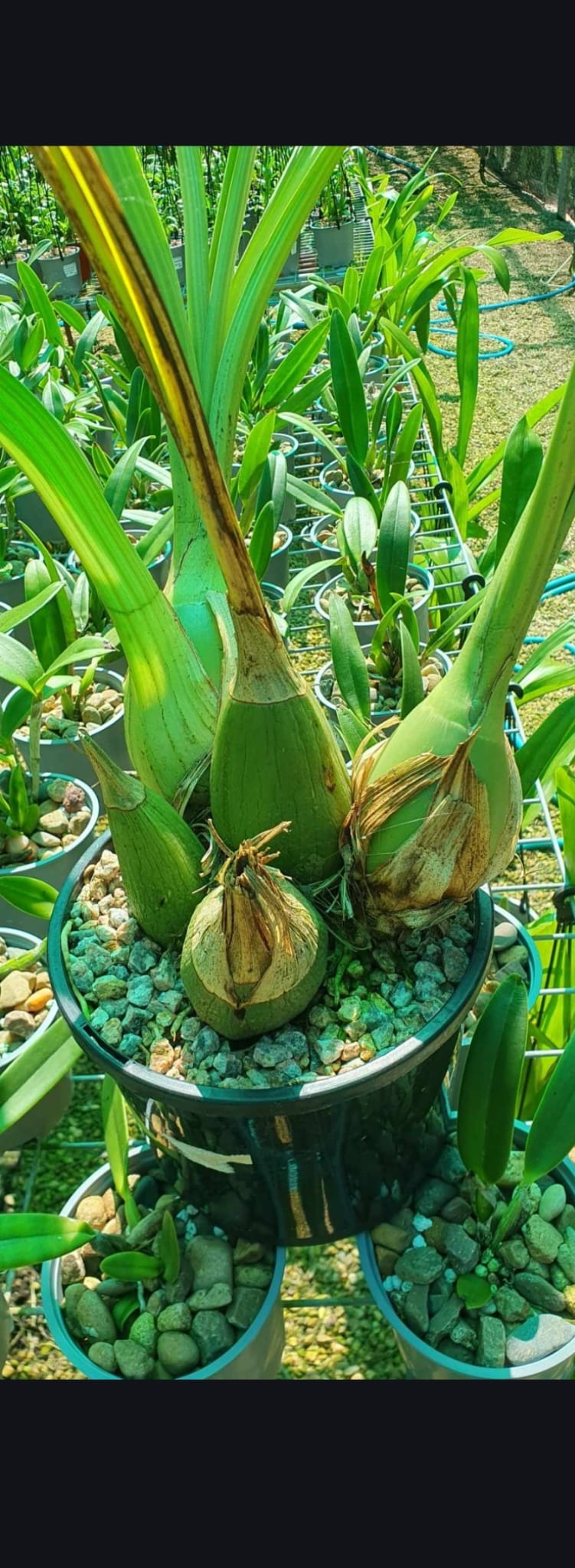 Peristeria elata (HOLY GOST ORCHID, VERY RARE FROM PANAMA) Secondary image